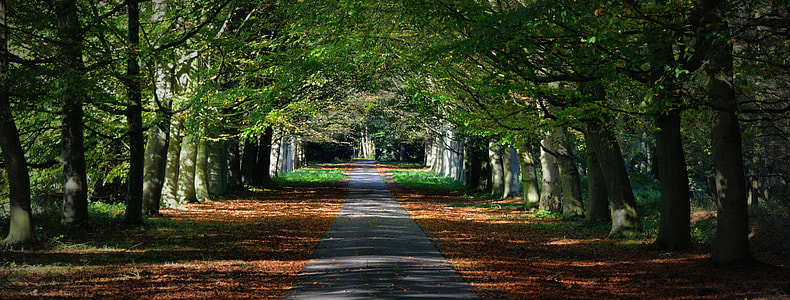 photo of pathway in the middle of trees thumbnail