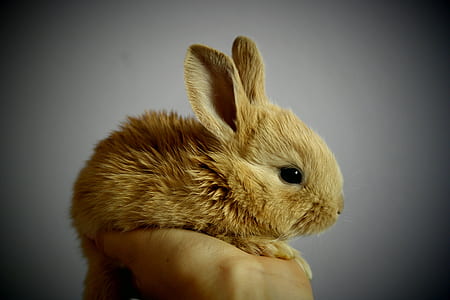 brown rabbit thumbnail