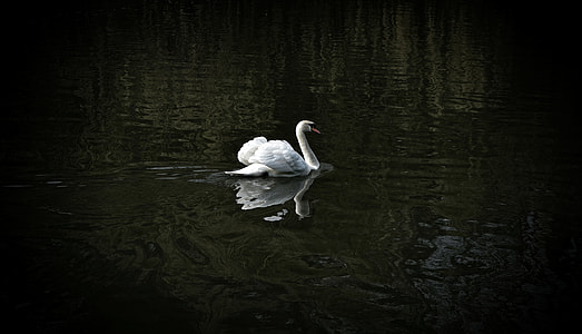 white swan spreading wings on body of water thumbnail