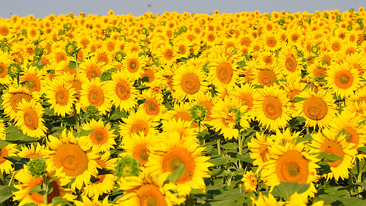 Sunflower, Yellow Flower thumbnail