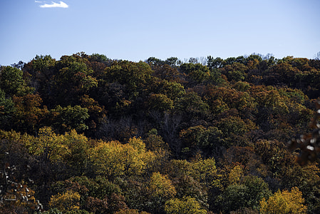 Trees in Morton County Forest, Wisconsin thumbnail