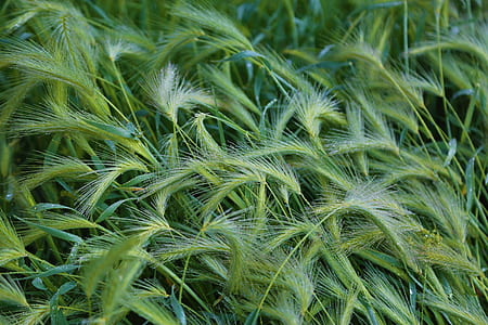 shallow focus photography of green leafed plants thumbnail