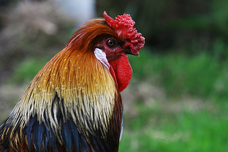 red and black rooster selective focus photography thumbnail