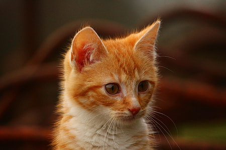 shallow focus photography of orange kitten thumbnail