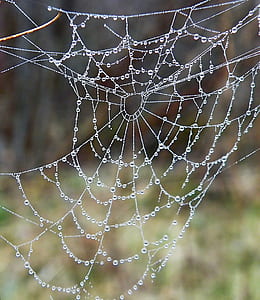 macro photography of spider web with water drops thumbnail