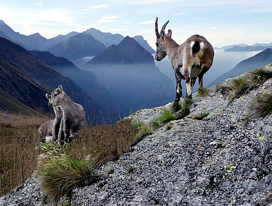 Chamois With Young Animals thumbnail