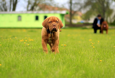 adult chocolate Labrador retriever standing on grass thumbnail