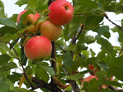 four ripe apple fruits thumbnail