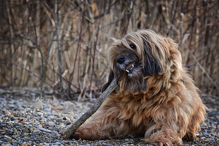 long-coated tan and black dog thumbnail