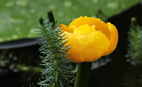 close-up photo of yellow petaled flower thumbnail