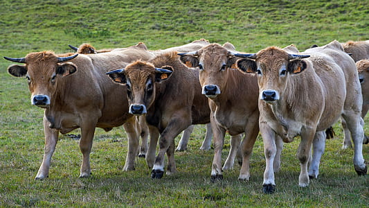 herd of brown cattle on green field thumbnail
