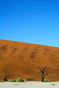 bare tree in the middle of desert thumbnail