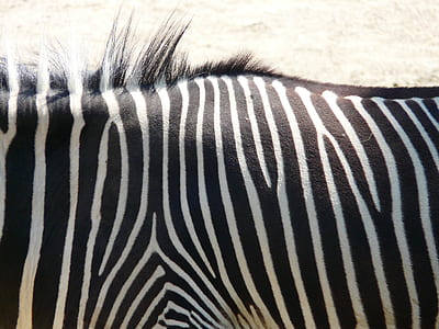 closeup photography of zebra thumbnail