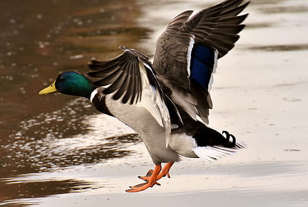 black mallard duck flying above body of water thumbnail