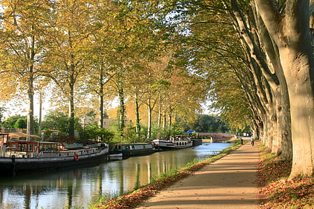 boats on body of water beside tree thumbnail