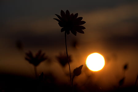 silhouette of flowers thumbnail