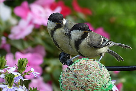two green tit birds thumbnail