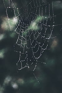 Close-up Photo of Spiderweb thumbnail