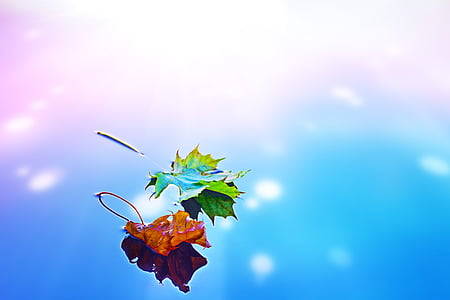 two green and brown leafs digital wallpaper thumbnail