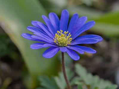 blue liverwort flower thumbnail