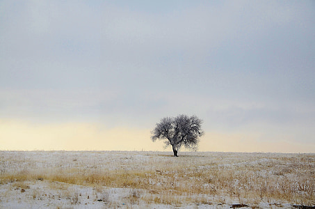 leafless tree at middle of field thumbnail
