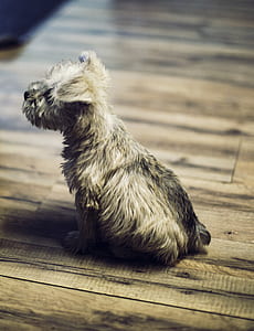 brown cairn terrier puppy sitting on floor thumbnail