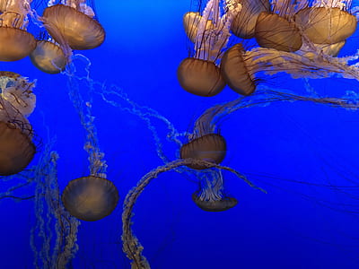 jellyfish close up photography thumbnail