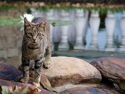 selective focus photography of grey tabby cat thumbnail