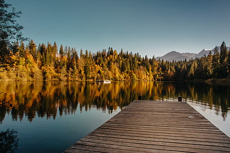 brown wooden pier on body of water surrounded by forest thumbnail