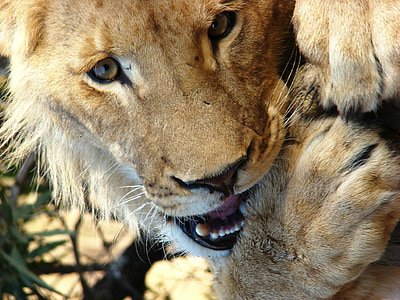 lion thumbnail
