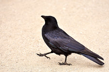 black crow walking on dirt road at daytime thumbnail