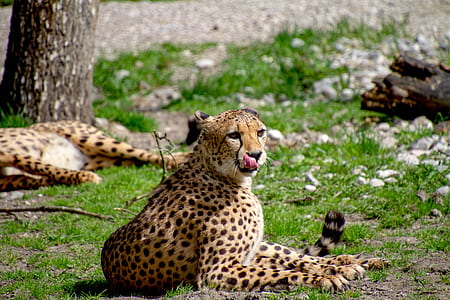 beige and black leopard lying on floor thumbnail