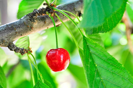 round red fruit in daytime thumbnail