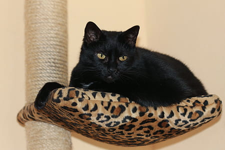 black cat on cat tree thumbnail