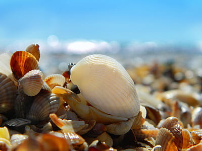 clam shells in tilt shift lens photography thumbnail
