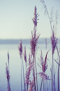 purple grass in closeup photo thumbnail
