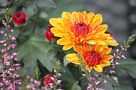 closeup photography of yellow petaled flower thumbnail