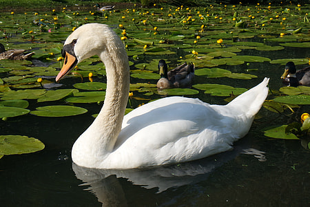 white duck on body of water thumbnail