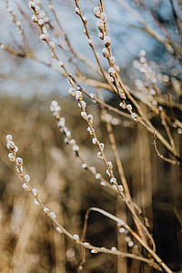 Fresh spring catkin branches thumbnail