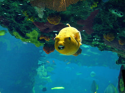 yellow fish thumbnail