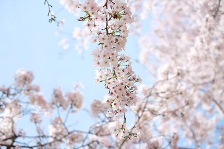 Korean Sakura thumbnail