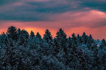photo of green leafed trees thumbnail