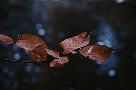 selective focus photo of oblate brown leaves thumbnail