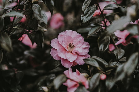 close-up photography of pink rose flowers thumbnail