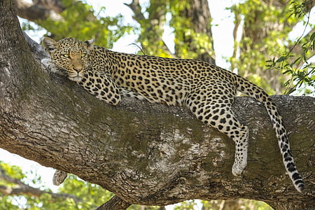 leopard lying on tree trunk photo taken during daytime thumbnail