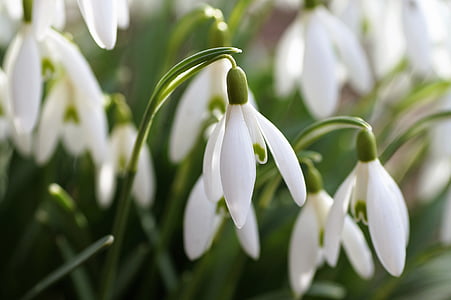 selective focus photography of white snowflakes flower thumbnail
