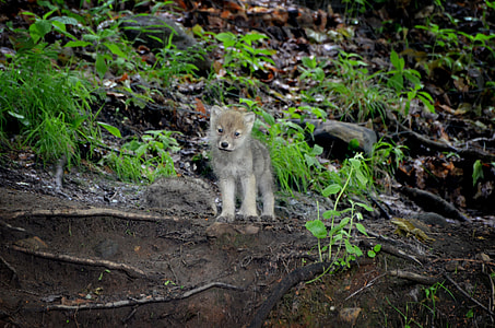 graywolf puppy beside green leaf plant during daytime thumbnail
