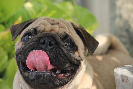 selective focus photography of fawn pug thumbnail