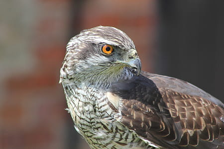 bird, animal, eagle, hawk thumbnail