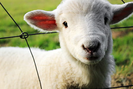 shallow focus photography of white sheep thumbnail
